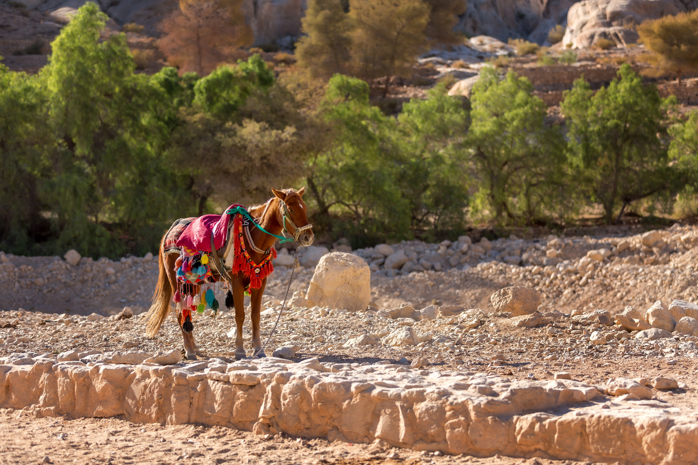 wadi musa (2).webp